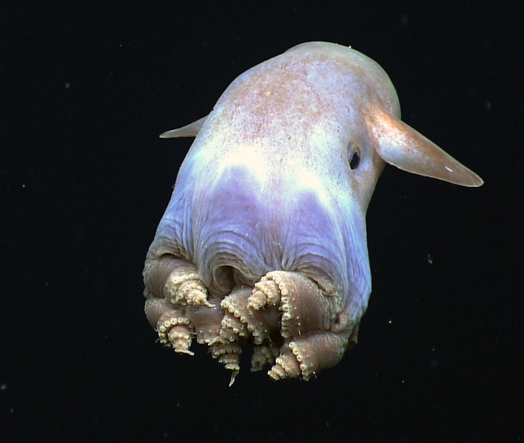 grimpoteuthis dumbo octopus