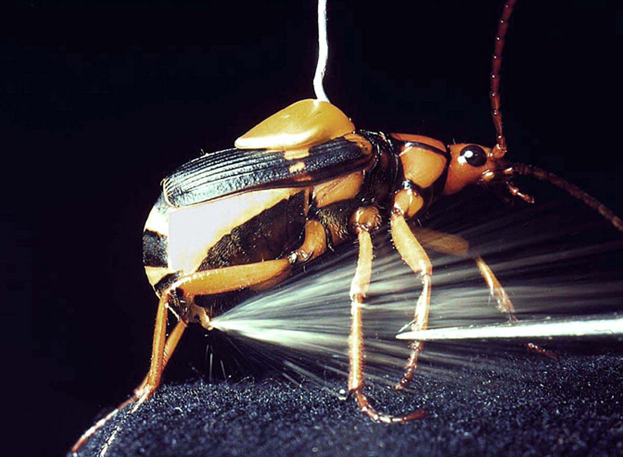 Bombardier beetle attacking