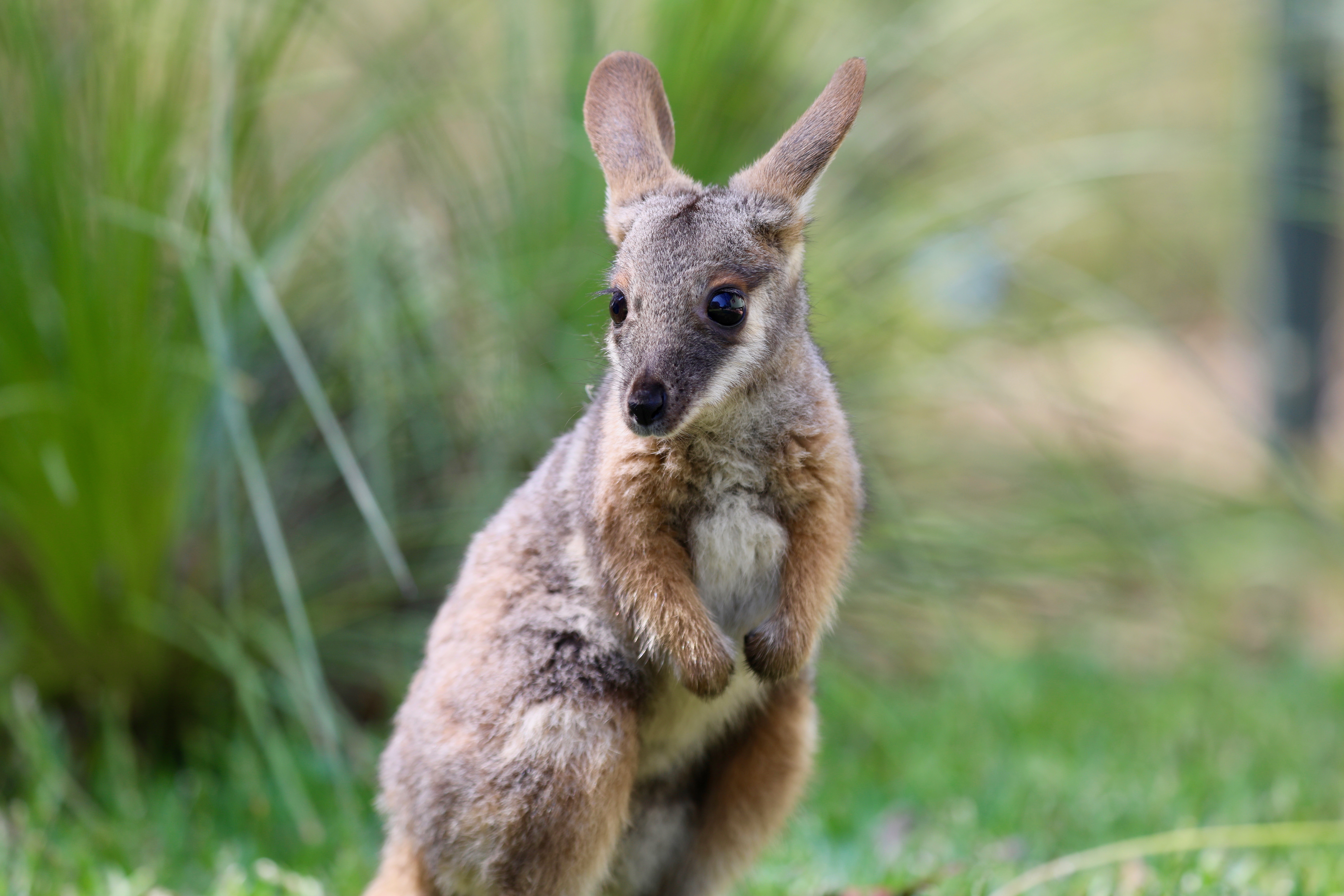 HTML kangaroo2